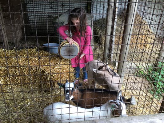 Girl Feeding Goats