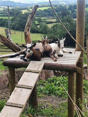 Goats Platform View