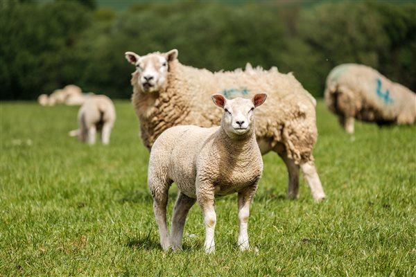 friendly sheep and lambs