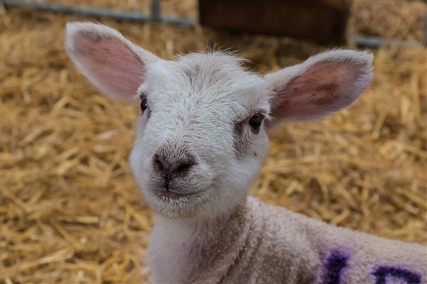 Little lamby