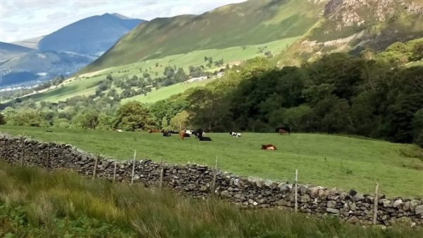 Cows grazing in Lake District