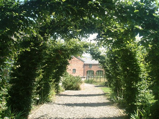 Beech Arches