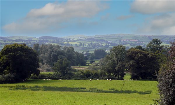 Dog walking Field 