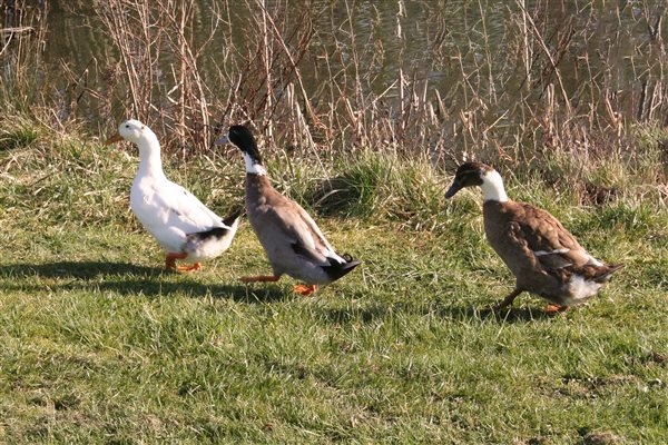 cae caled - Duck Pond