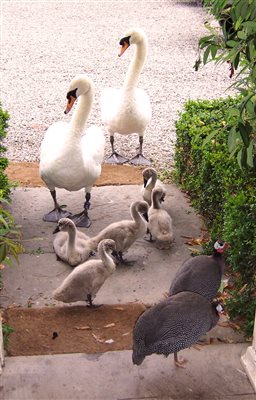 Glan Clwyd Isa - Birds at the front door