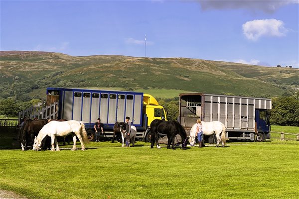 Horses arriving at Glan Clwyd Isa