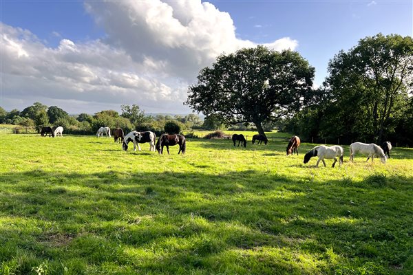 Horses in Paddock
