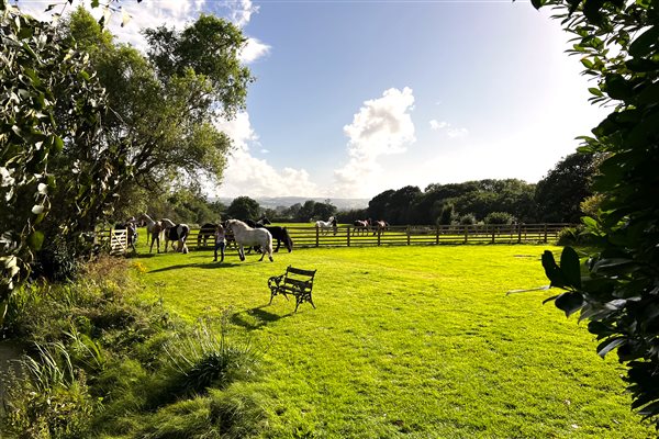 Horse Returning from Ride