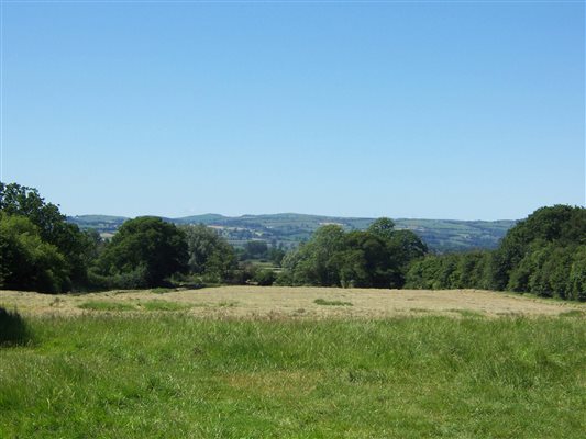 Dog Walking Field