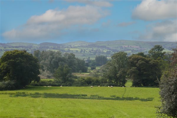 Dog Walking Field