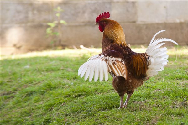 cockerel