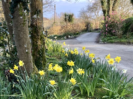 daffs in lane