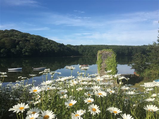 daisies by the creek