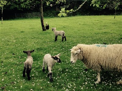 The Old Barn, Lower Tresithick Farm