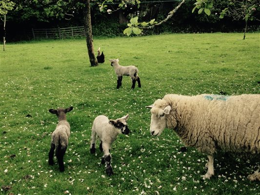 lambs in orchard