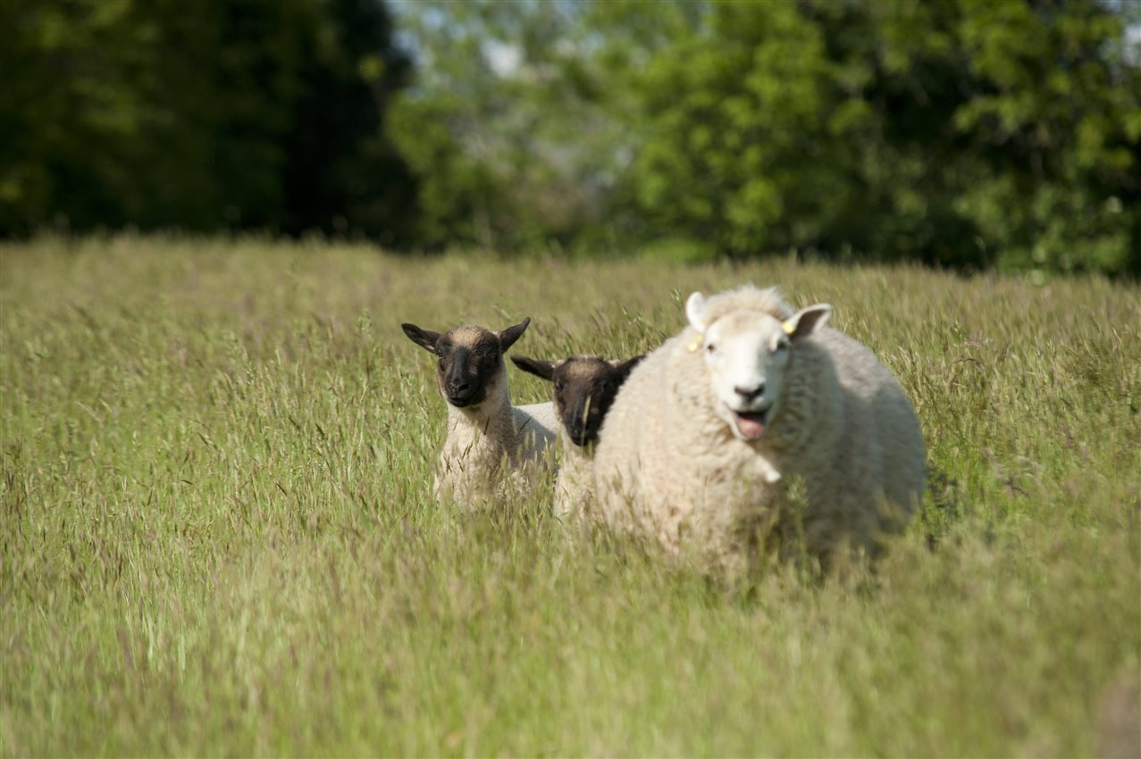 The Old Barn, Lower Tresithick Farm Farm Stay