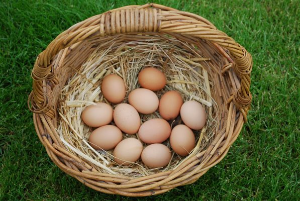 basket of free range eggs