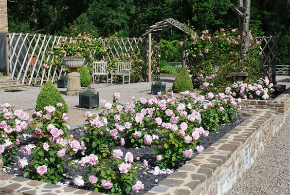 rose garden and trellis