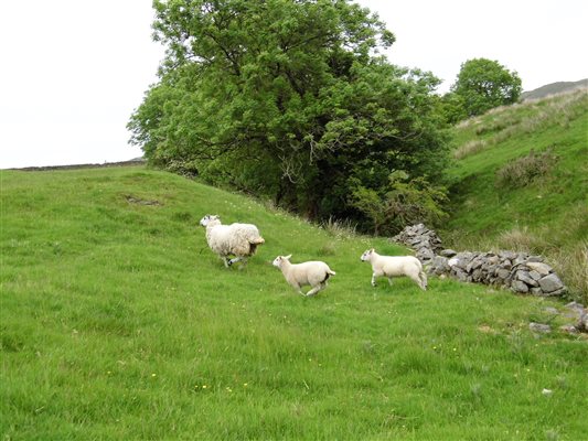 Sheep and Lambs making an Escape
