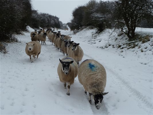 Sheep in the snow