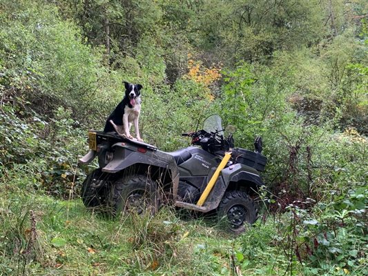 Meg the sheepdog and her quad