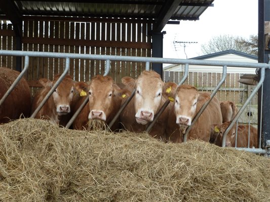 Cattle in our shed at winter time