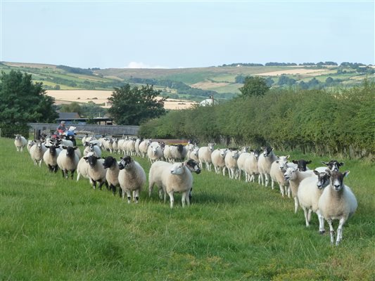 view of Roxby moor