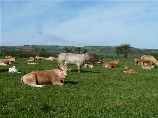 cattle