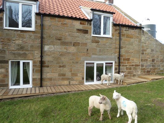 Pet lambs in the garden