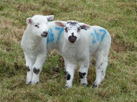 Plenty of sheep to see