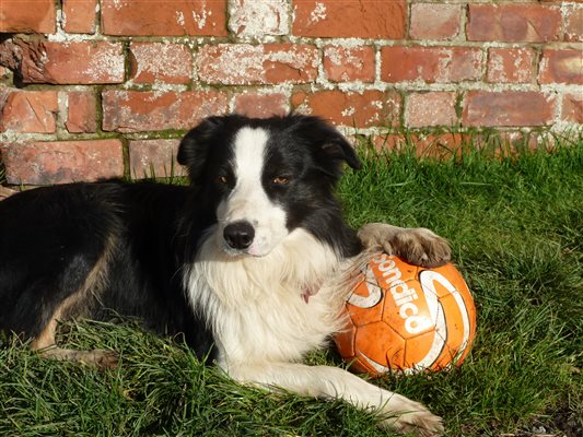 Flynn our working sheepdog