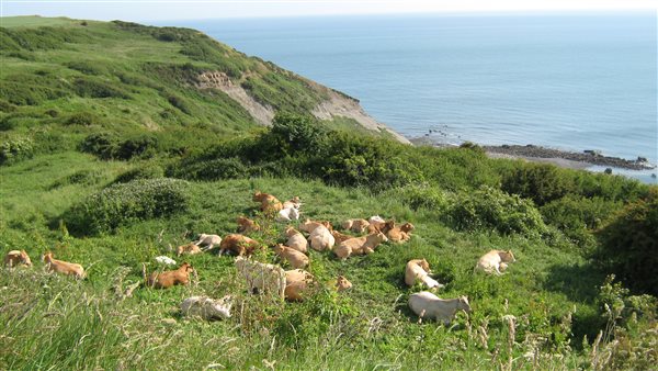 Cattle above Port Mulgrave harbour