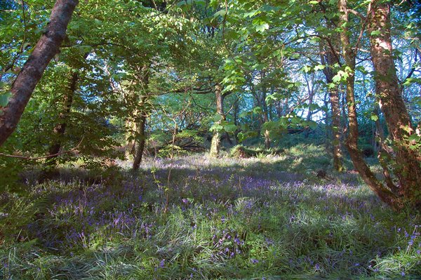 St Loy bluebell woods