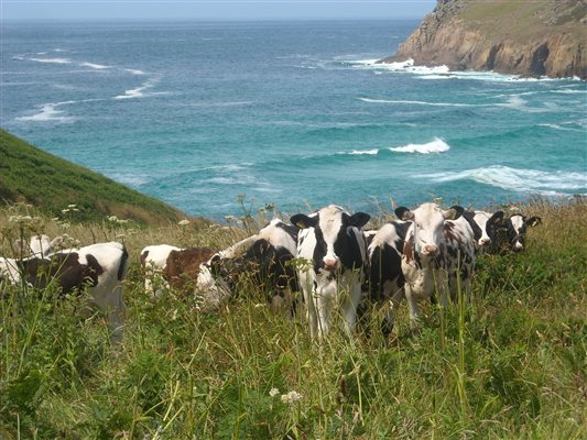 cattle on the cliffs