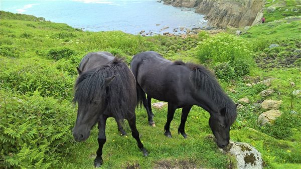 ponies on the cliffs