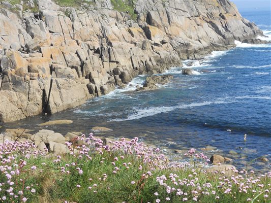 spring flowers on the cliffs