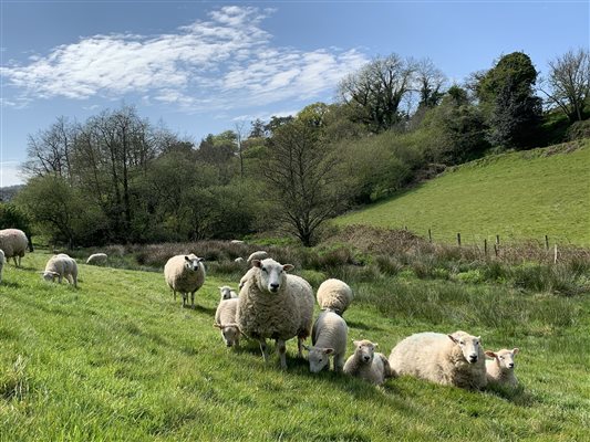 Ewes & Lambs