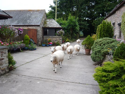 Sheep walking yard
