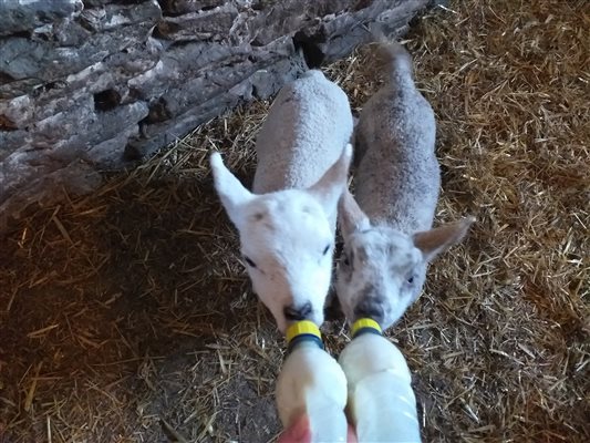 Bottle feeding lambs