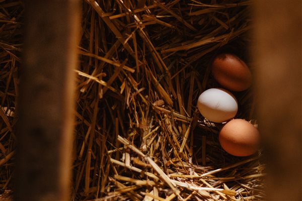 Collecting Eggs