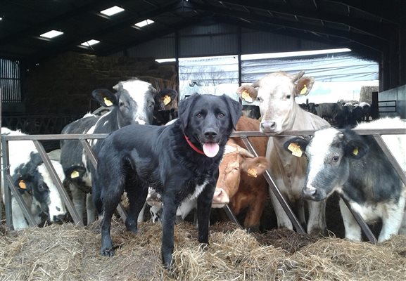 Mack and the cattle