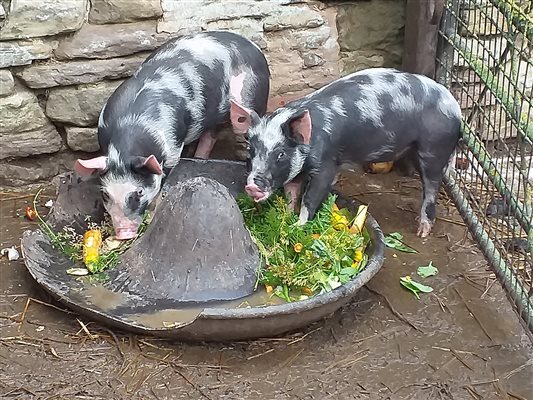 Very spotty pigs