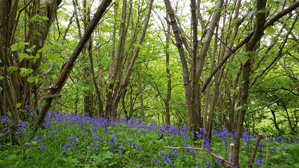 bluebells