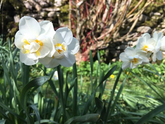 Daffodils