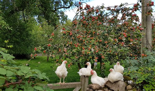 Apple tree