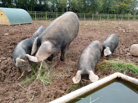 Devon pigs