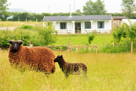 Middle Stone Farm Glamping