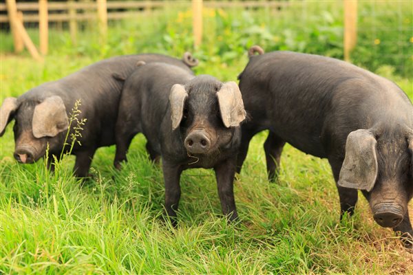 pigs on the farm 