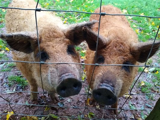 pigs on the farm