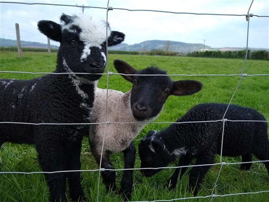 new lambs 